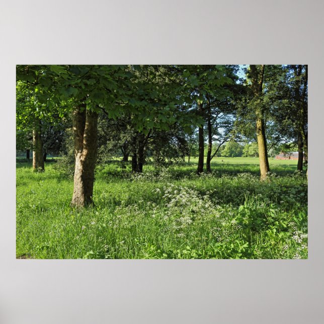 Poster Blackweir Woods, Bute Park, Cardiff Wales (Devant)