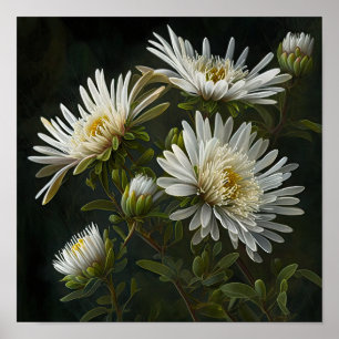 Poster blanc Aster Flower Art