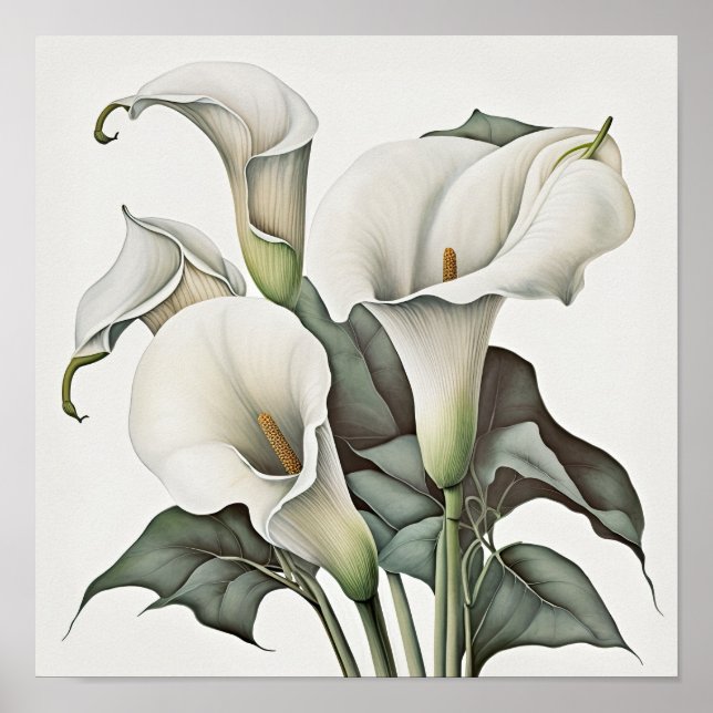 Poster Blanc Calla Lilies Lily Art à la floraison Imprime (Devant)