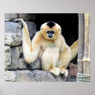 Poster blanc Cheeked Gibbon (2264)