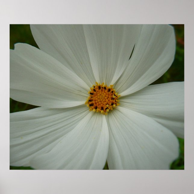 Poster Blanc Cosmos Fleur sauvage d'été Floral (Devant)