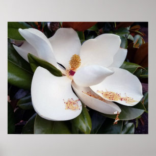 Poster blanc crémeux Magnolia Imprimer
