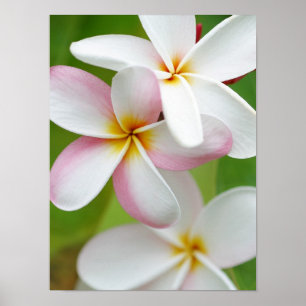 Poster Blanc customisé par fleur d'Hawaï de Frangipani