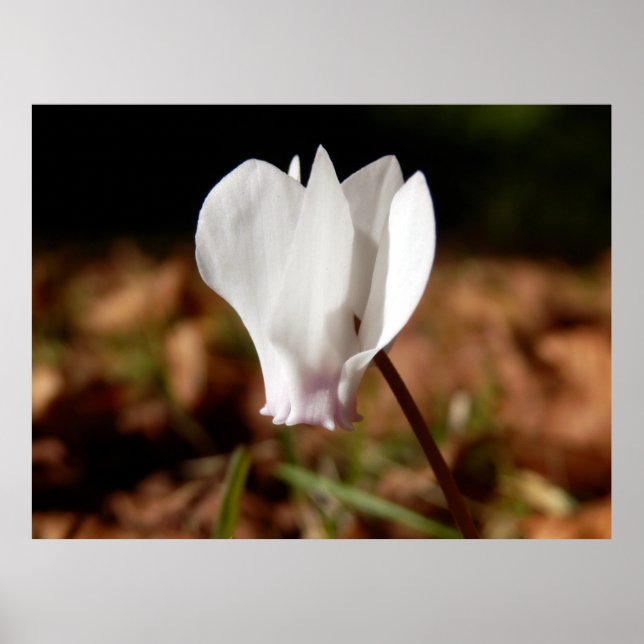 Poster blanc Cyclamen (Devant)