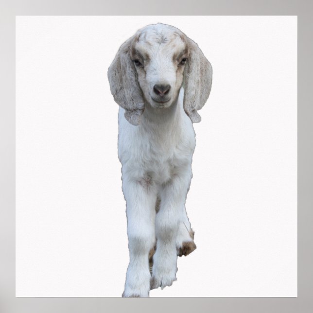 Poster blanc de chèvre de bébé (Devant)