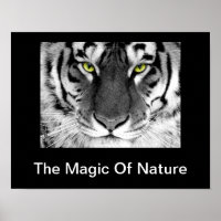 Poster blanc de tigre