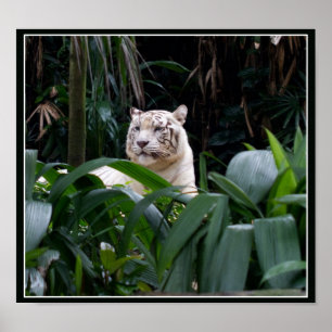 Poster blanc de tigre