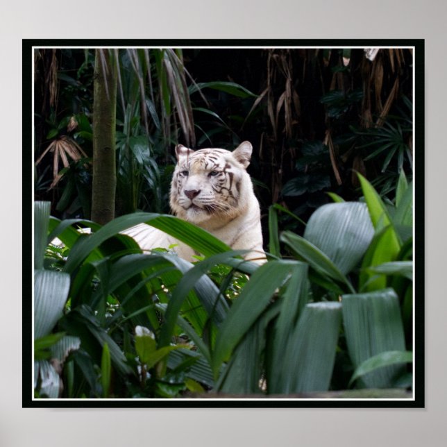 Poster blanc de tigre (Devant)