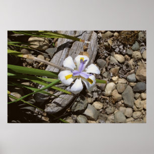 Poster Blanc et pourpre