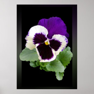 Poster blanc et violet