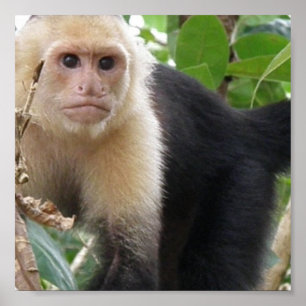 Poster blanc face Capuccin Monkey Imprimer