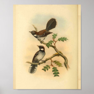 Poster Blanc Fantail Flycatcher Bird Imprimer Vintage