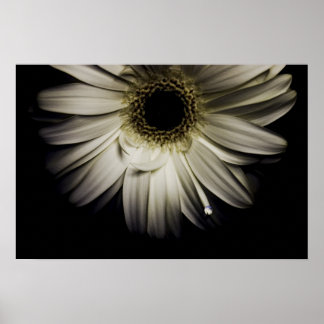 Poster Blanc Gerber Daisy
