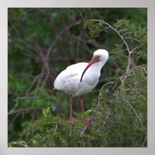Poster blanc Ibis Bird