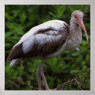 Poster blanc Ibis pour mineurs