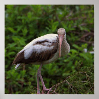 Poster blanc Ibis pour mineurs