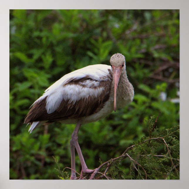 Poster blanc Ibis pour mineurs (Devant)