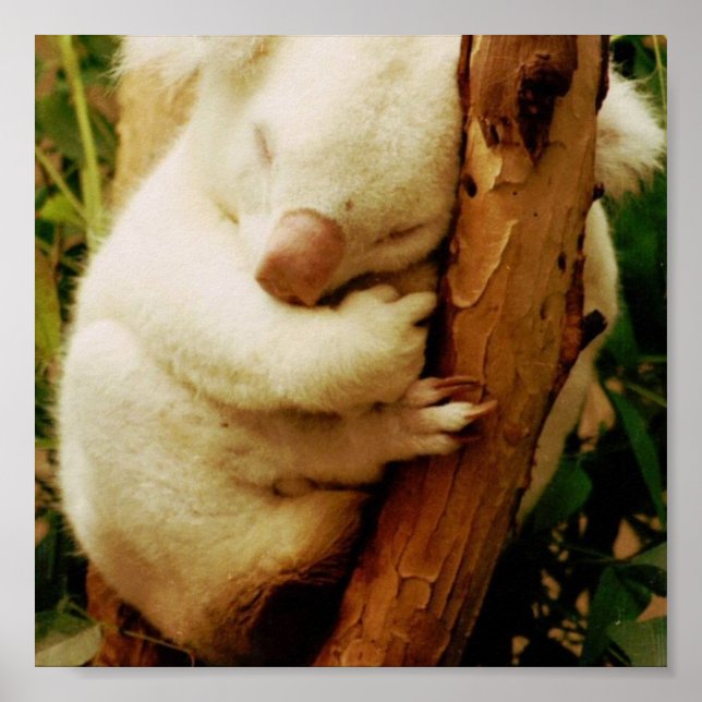Poster blanc Koala Bear Imprimer (Devant)