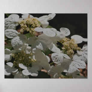 Poster Blanc Lacecap Hydrangea Fleurs