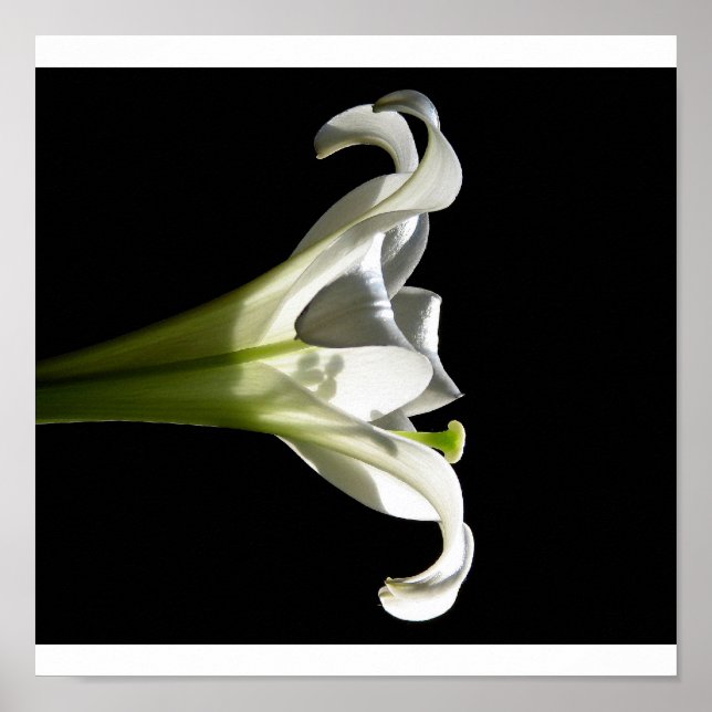 Poster blanc Lily 2 (Devant)
