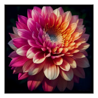 Blanc Orange Jaune Rose Violet Bleu Dahlia Fleur