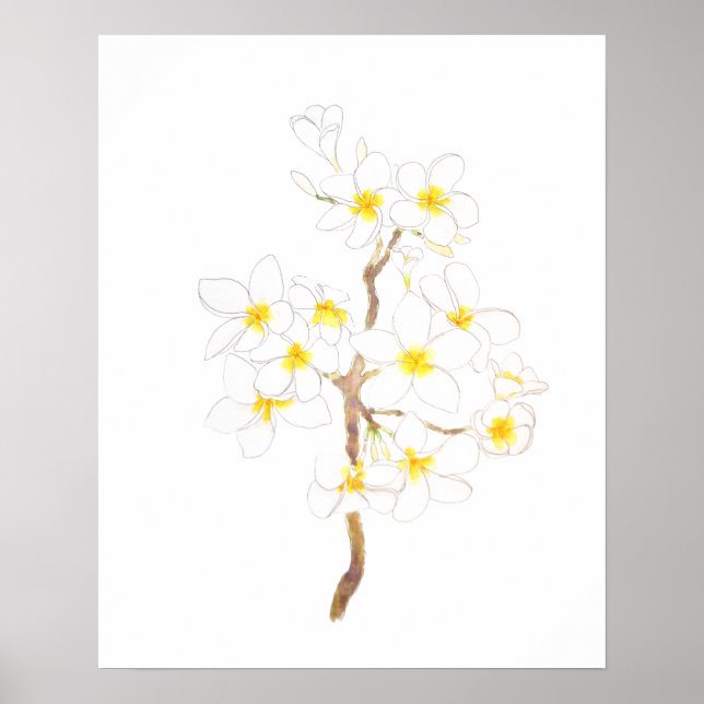 Poster blanc Plumeria frangipani fleurs encre et eau (Devant)