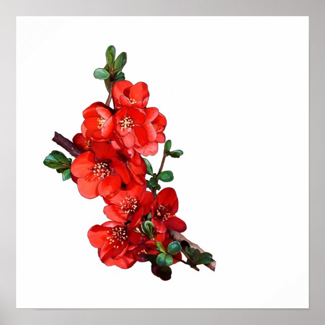 Poster Blancs de coing japonais rouge (Devant)