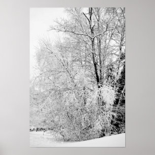 Poster Blancs d'hiver