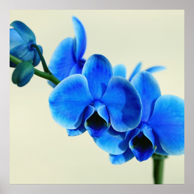 Poster Blaue Orchidee (Devant)