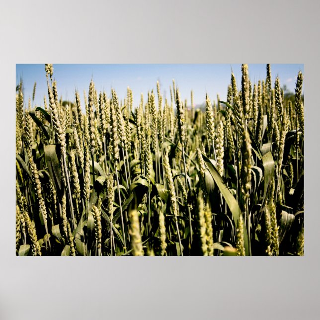 Poster Blé (Devant)