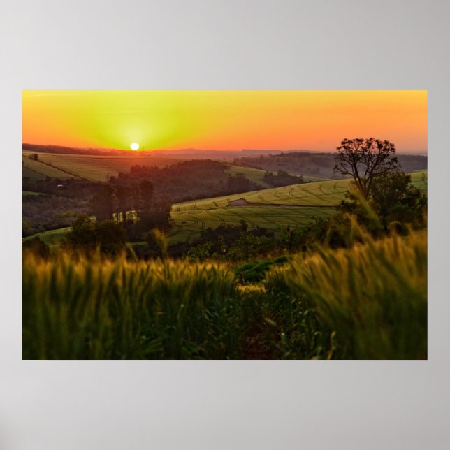 Poster Blé agricole Sunset (Devant)