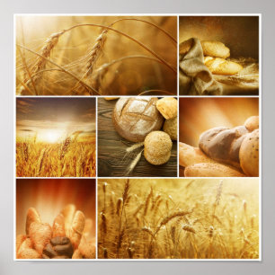 Poster Blé.Concepts de récolte.Collage des céréales