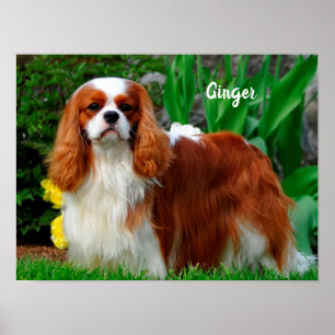 Poster Blenheim Cavalier King Charles Spaniel Chien Chien