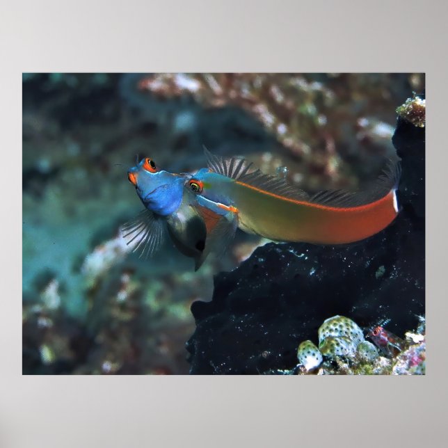 Poster Blenny Battle (Devant)