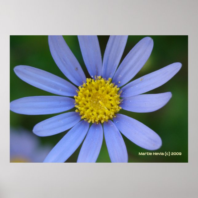 Poster Bleu (Devant)