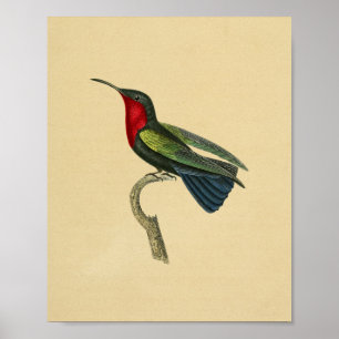 Poster Bleu 1830 rouge d'impression de colibri de cru