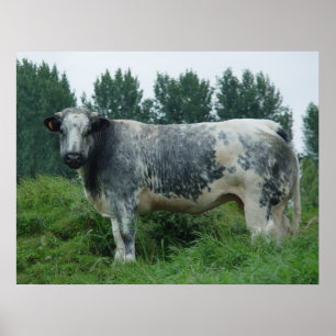 Poster Bleu belge de vache