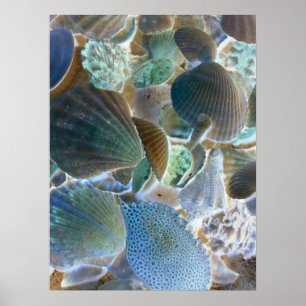 Poster Bleu Coques de mer Canvas Art