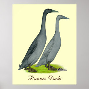 Poster Bleu coureur canards