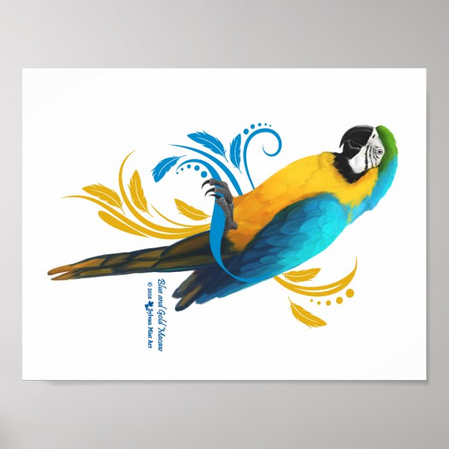 Poster bleu et or Macaw (Devant)