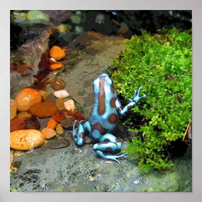 Poster Bleu grenouille à tarte CB (Devant)