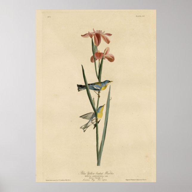 Poster Bleu Jaune Paruline (Devant)