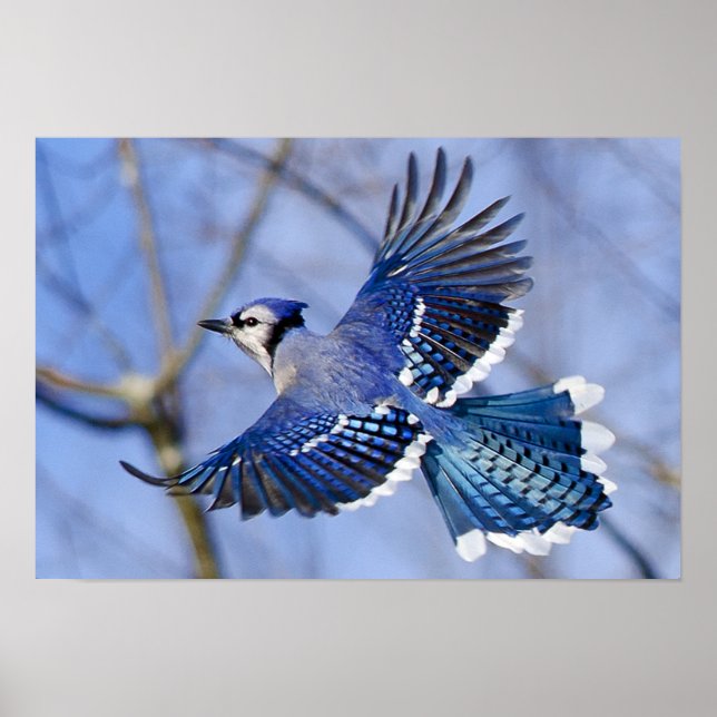 Poster Bleu Jay en vol (Devant)