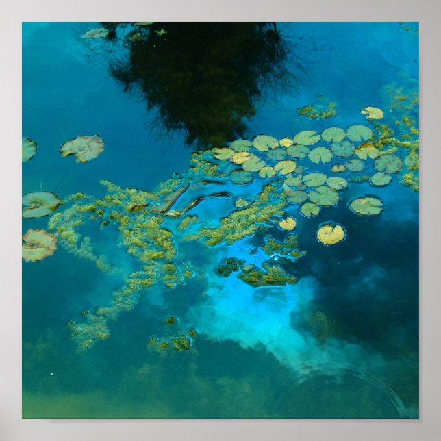 Poster bleu koi (Devant)