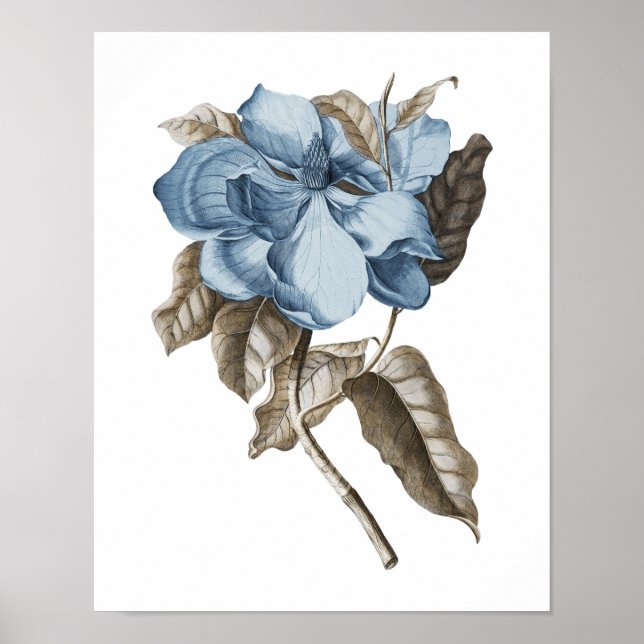 Poster Bleu Magnolia Botanique Décor traditionnel (Devant)