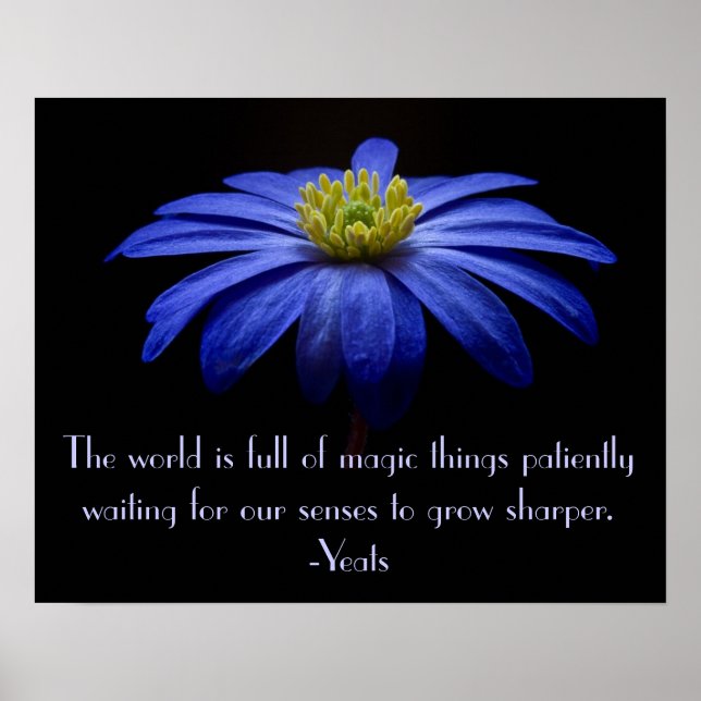 Poster Bleu marguerite avec Citation de Yeats (Devant)
