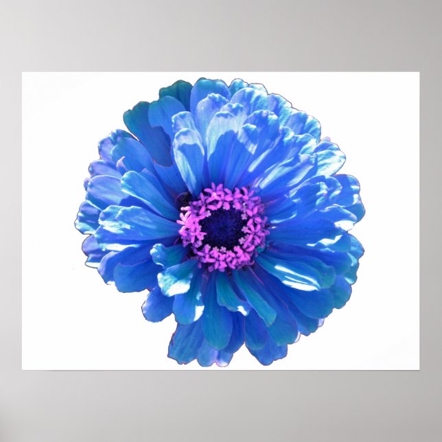 Poster Bleu marguerite bleu photo florale (Devant)