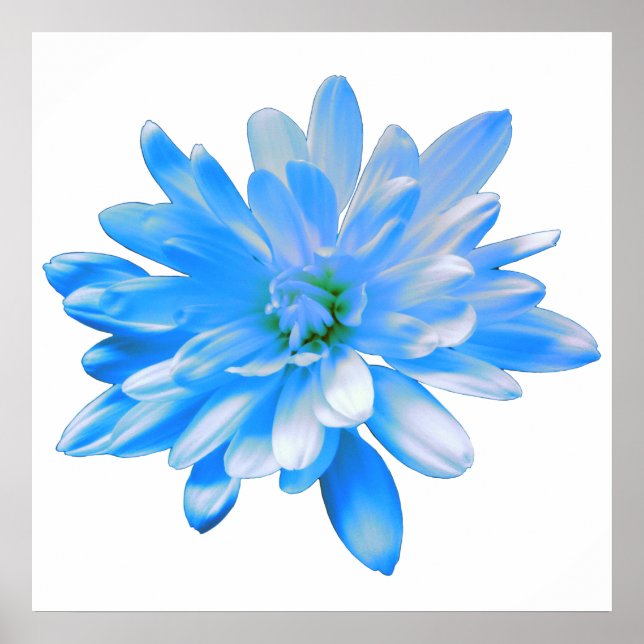 Poster Bleu marguerite, photo à fleurs rétro (Devant)