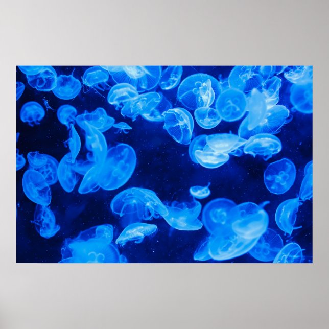 Poster Bleu méduse sous l'eau (Devant)