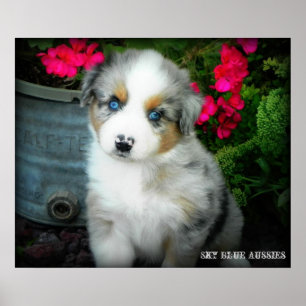 Poster bleu Merle Aussie 2 Chiot
